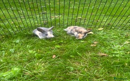 Rex rabbits for sale: Beautiful dwarf lop and mini rex babies  - Image 6