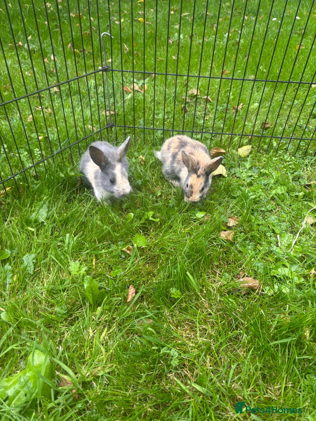 Rex rabbits for sale: Beautiful dwarf lop and mini rex babies  - Image 6