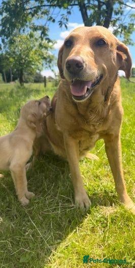 Labrador Retriever dogs for sale: Stunning fox red and yellow labradors - Advert 6