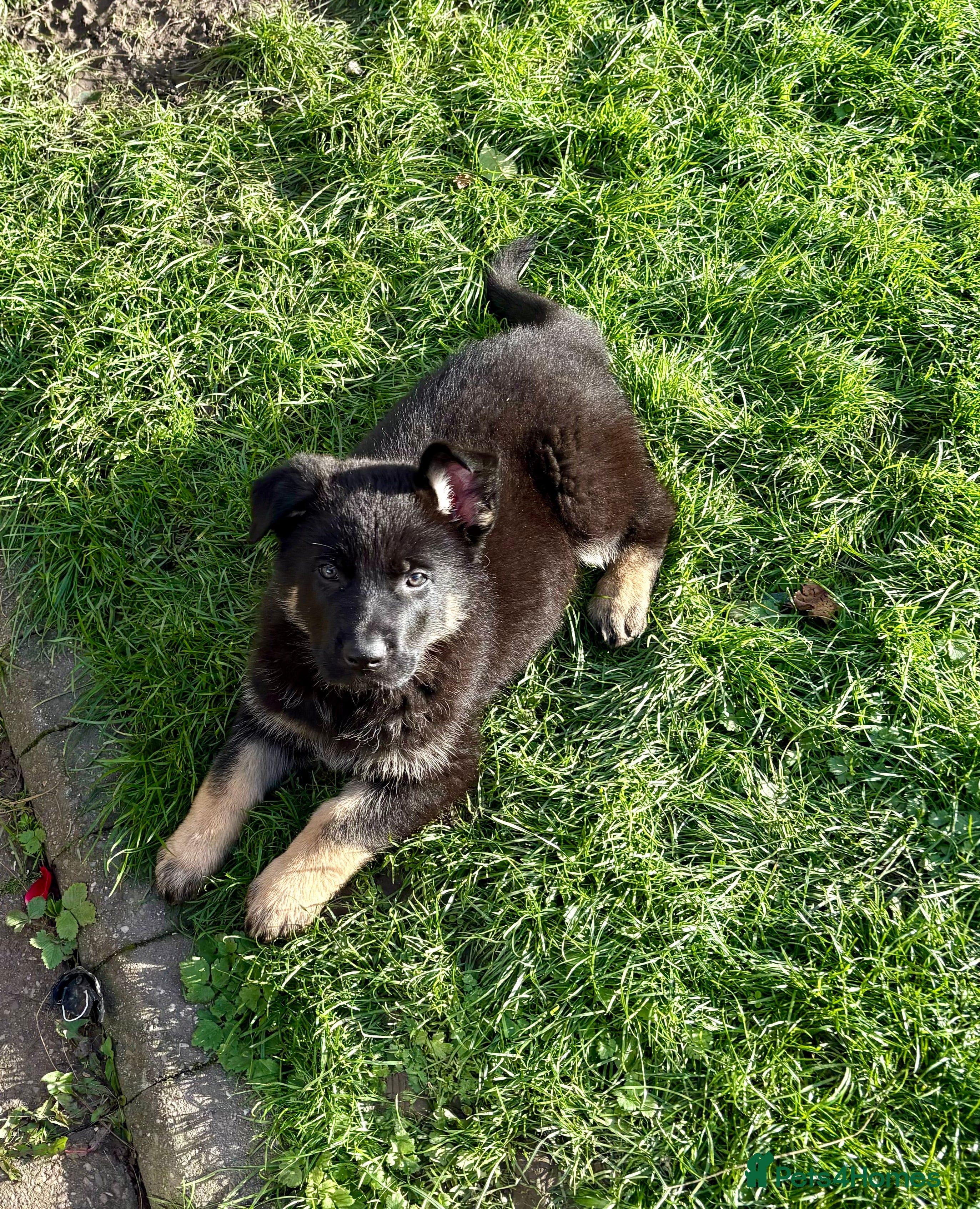 German Shepherd dogs Pedigree working line German shepherd pups - Advert 9