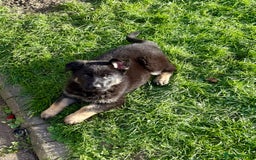 German Shepherd dogs for sale: Pedigree working line German shepherd pups - Image 1