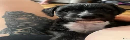 Mixed Breed dogs for sale:     Unique Lagotto Romagnolo × Staffy Puppies - Advert 7