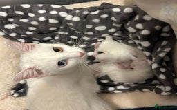 European cats for sale: Little kitten looking for a loving home - Image 10