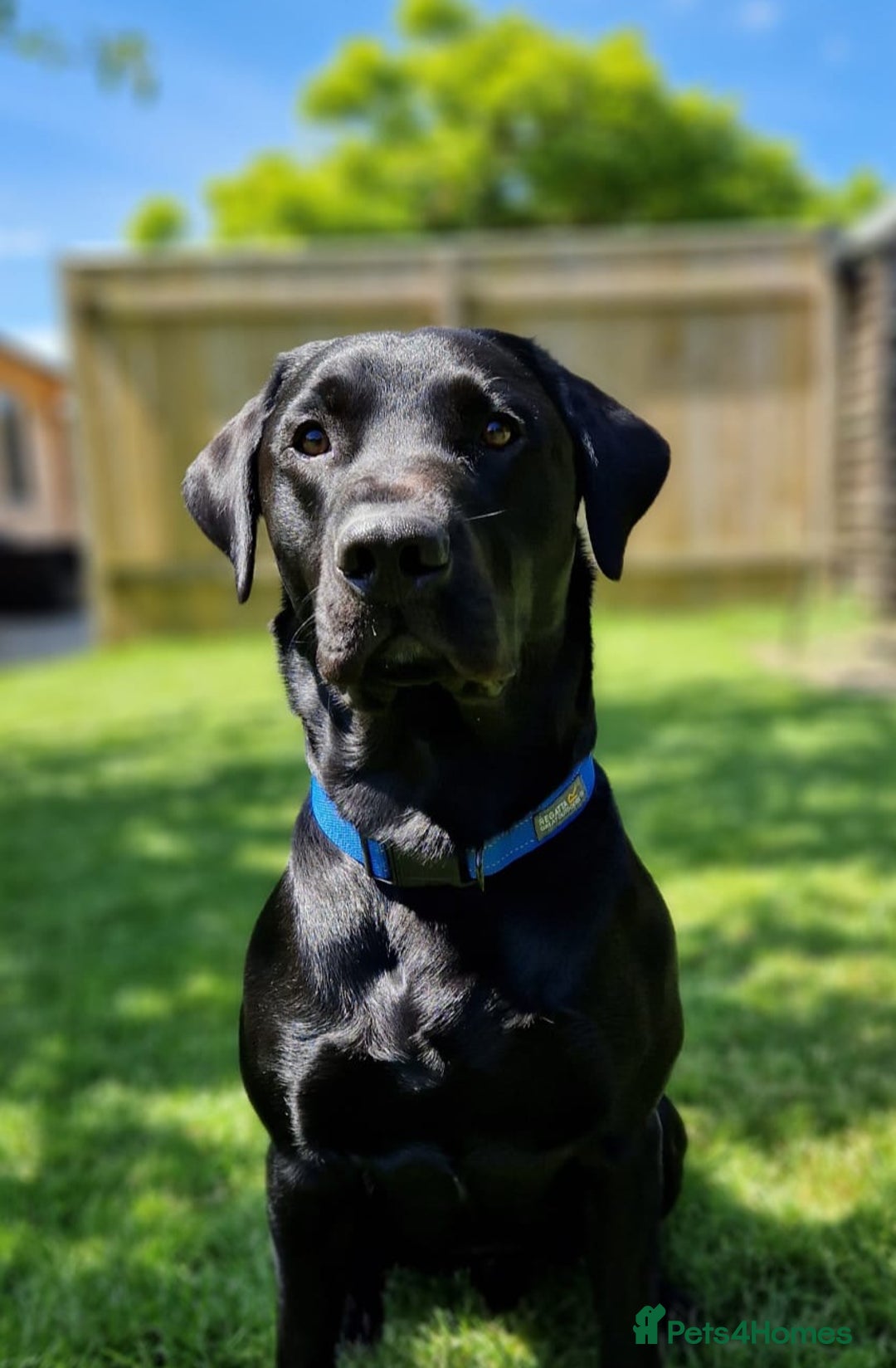 Labrador Retriever dogs for stud: Labrador KC registered for stud 2 years old Black  - Advert 1