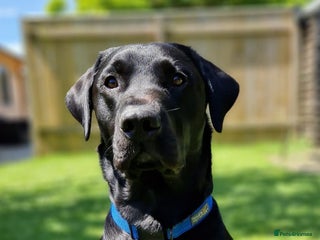 Labrador Retriever dogs Labrador KC registered for stud 2 years old Black - Advert 3