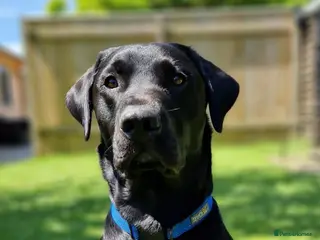 Labrador Retriever dogs Labrador KC registered for stud 2 years old Black - Advert 7