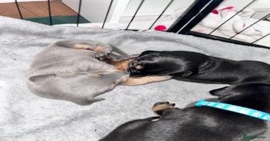 Dobermann dogs - Advert 7