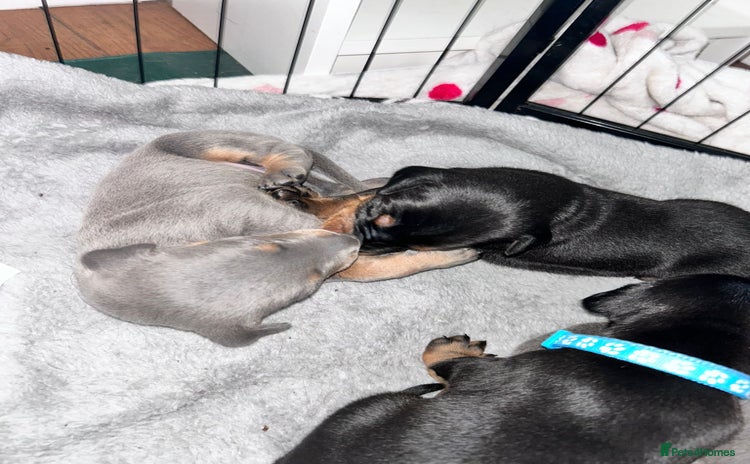 Dobermann dogs - Advert 3