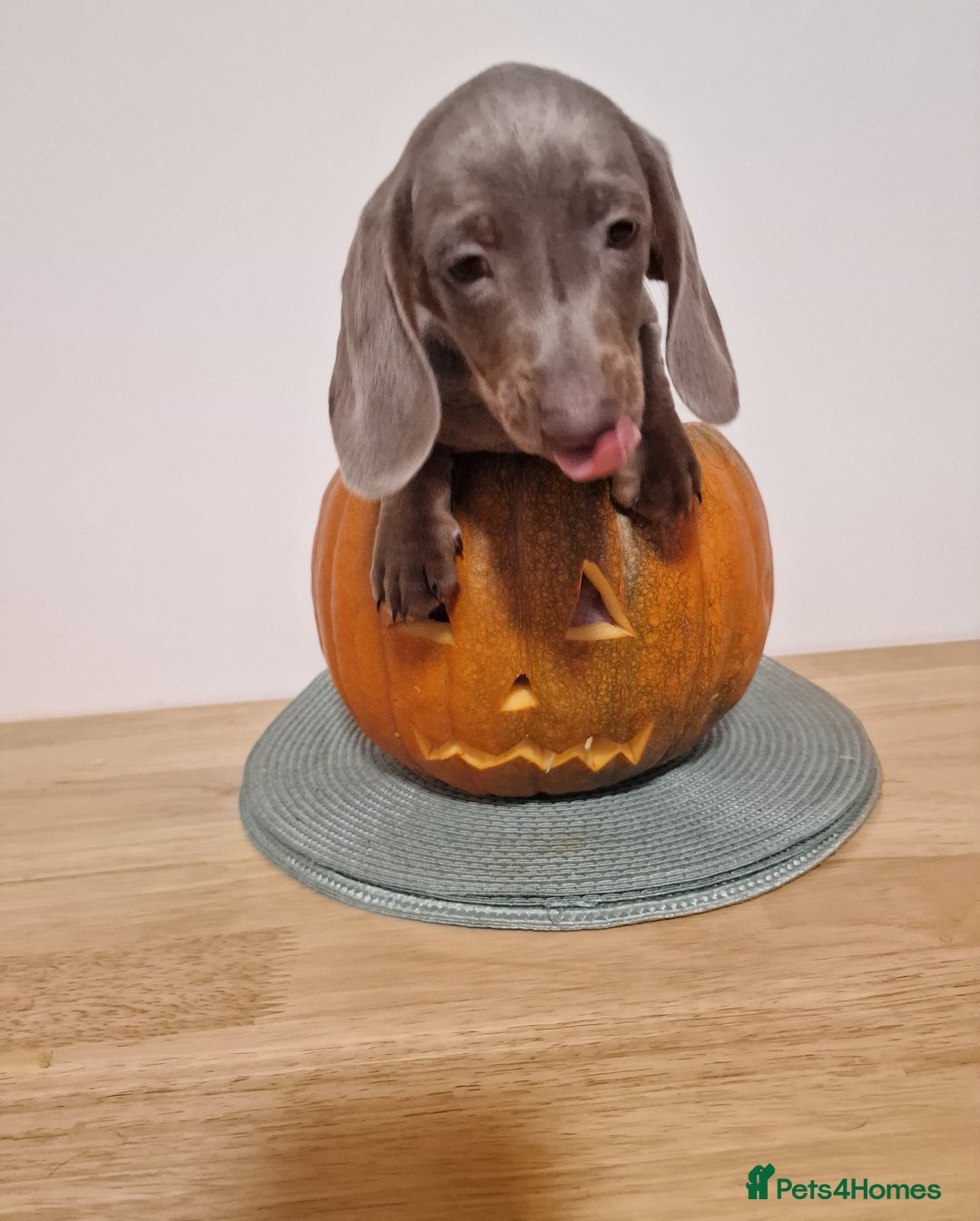 Dachshund dogs for sale: Miniture dachshund puppies  - Image 7