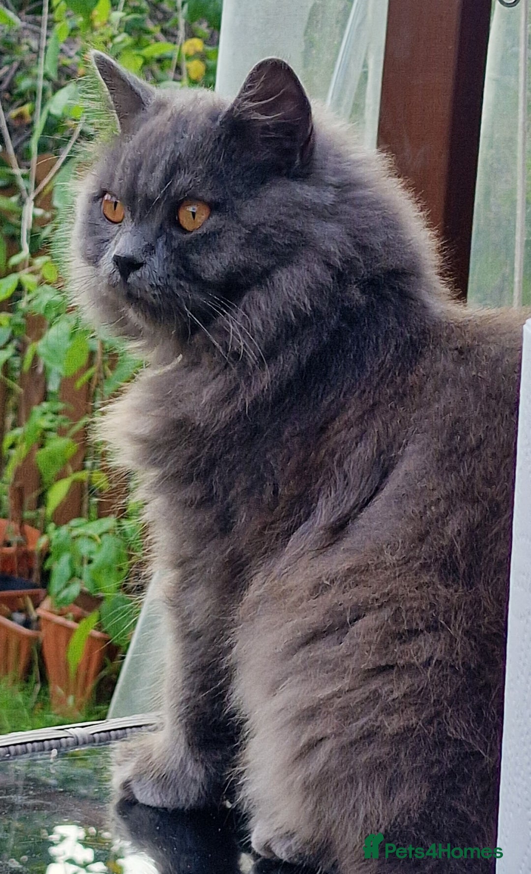 British Longhair cats for sale: Blue & Lilac Gorgeous fluffy BLH male kittens - Advert 25