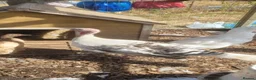 Turkeys poultry for sale: Crowitizer turky hen for sale - Advert 1