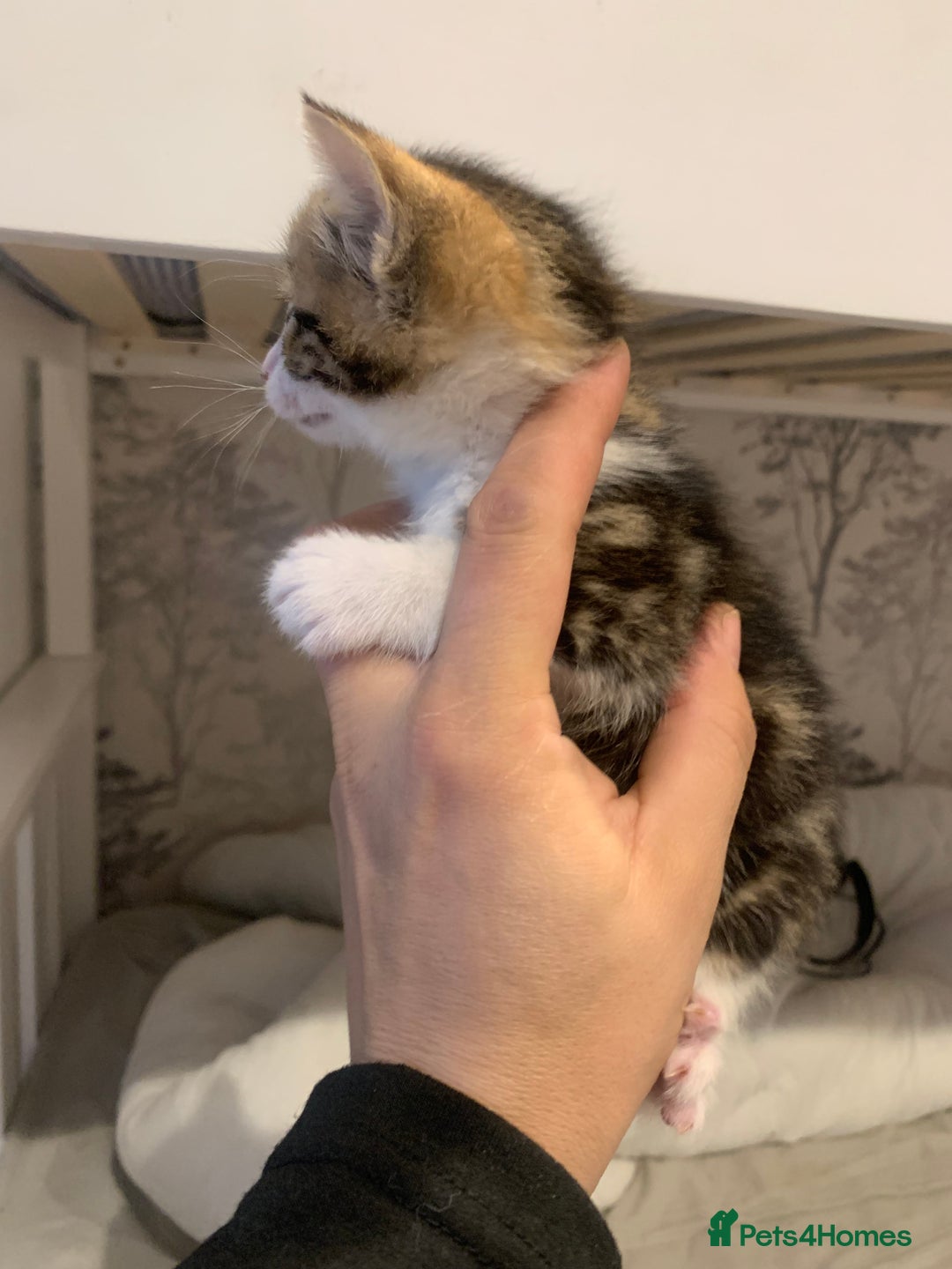 Mixed Breed cats for sale: 4 beautiful tabby kittens - Advert 4