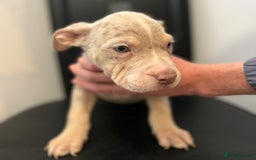 Mixed Breed dogs for sale: Mastiff x Shar pei puppies  - Image 1
