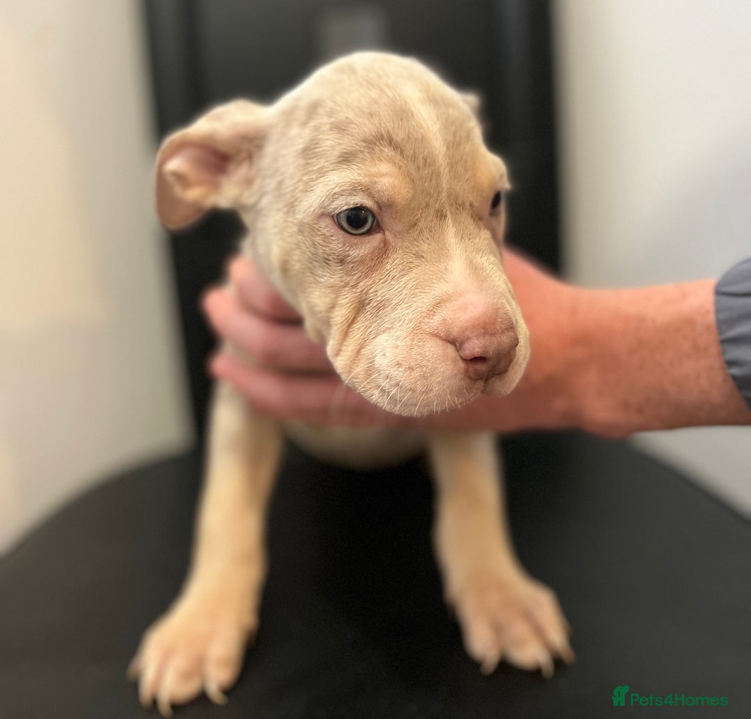 Mixed Breed dogs for sale: Mastiff x Shar pei puppies  - Image 1