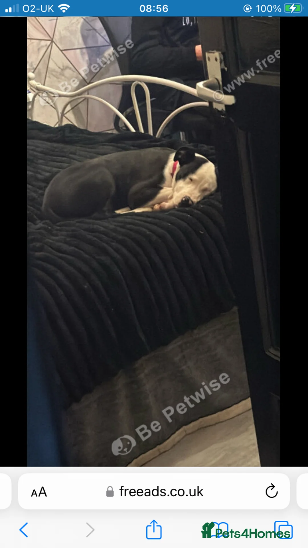 Mixed Breed dogs for sale: Melody  - Advert 3