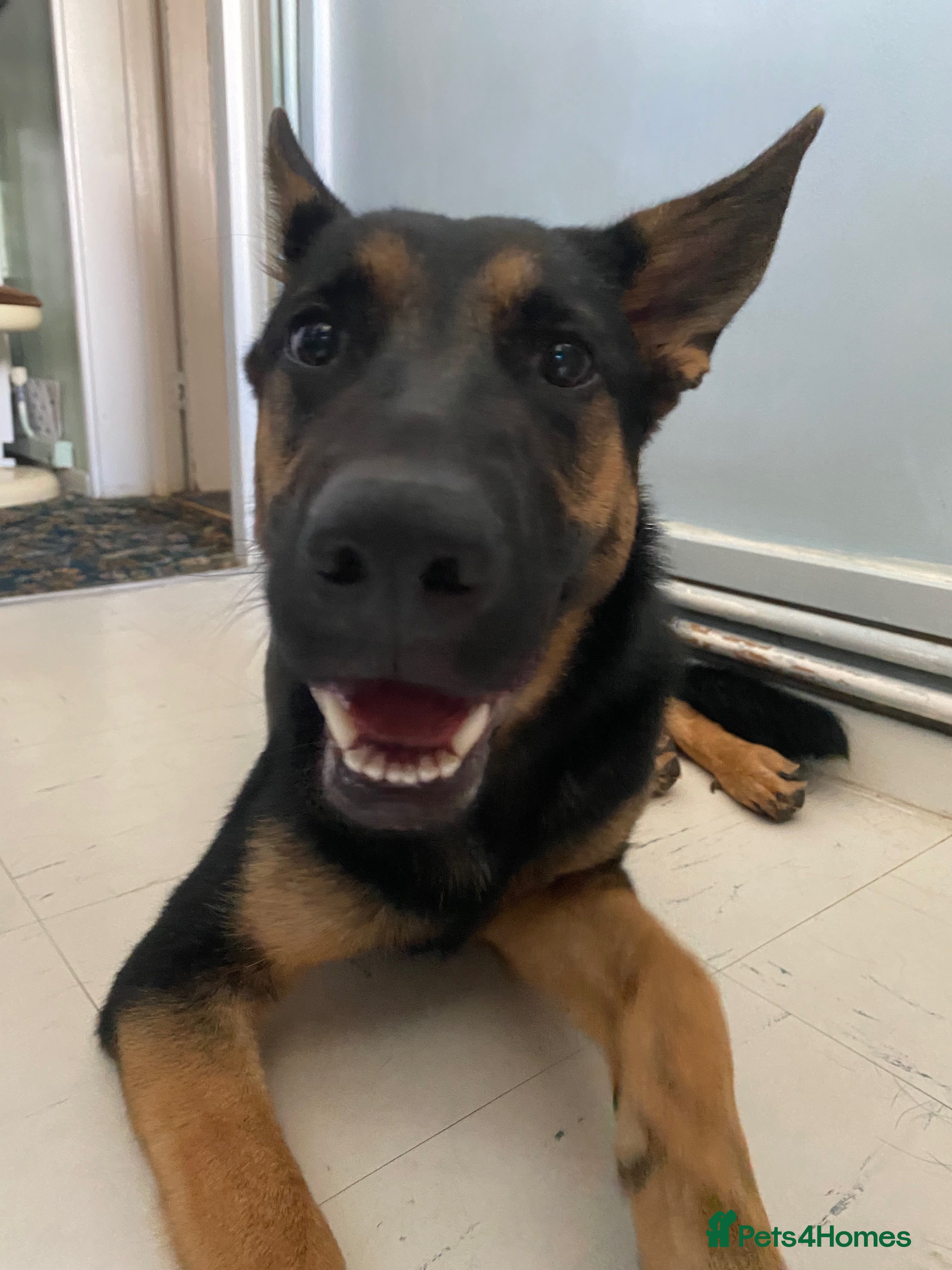 German Shepherd dogs Lunaa  - Advert 15