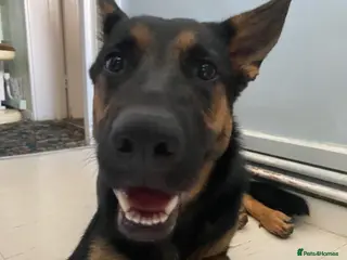 German Shepherd dogs Lunaa - Advert 15