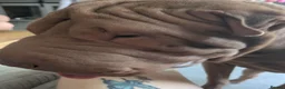 Shar Pei dogs for sale: 8 month old shar pei for sale  in Canterbury - Advert 7