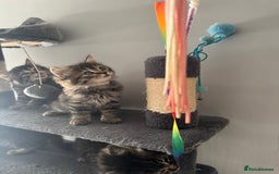 Mixed Breed cats for sale: Maine coon x ragdoll  - Image 2