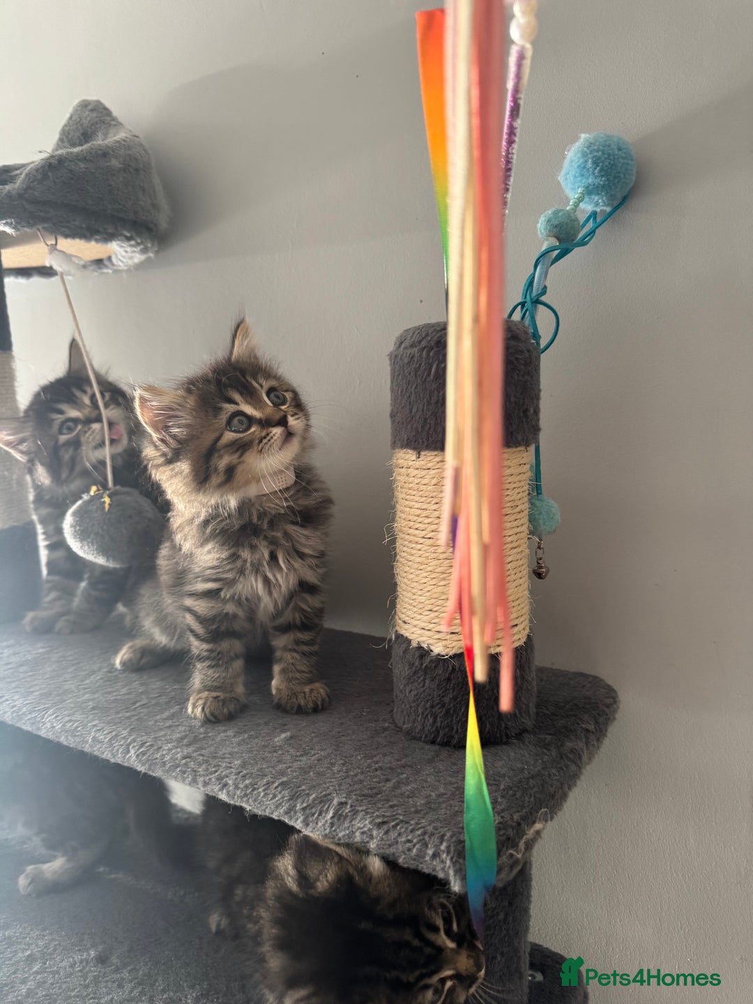 Mixed Breed cats for sale: Maine coon x ragdoll  - Image 2