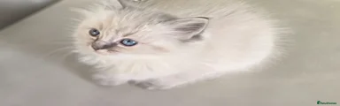 Ragdoll Kitten 3
