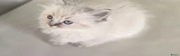 Ragdoll cats for sale: ragdoll kittens  - Advert 18