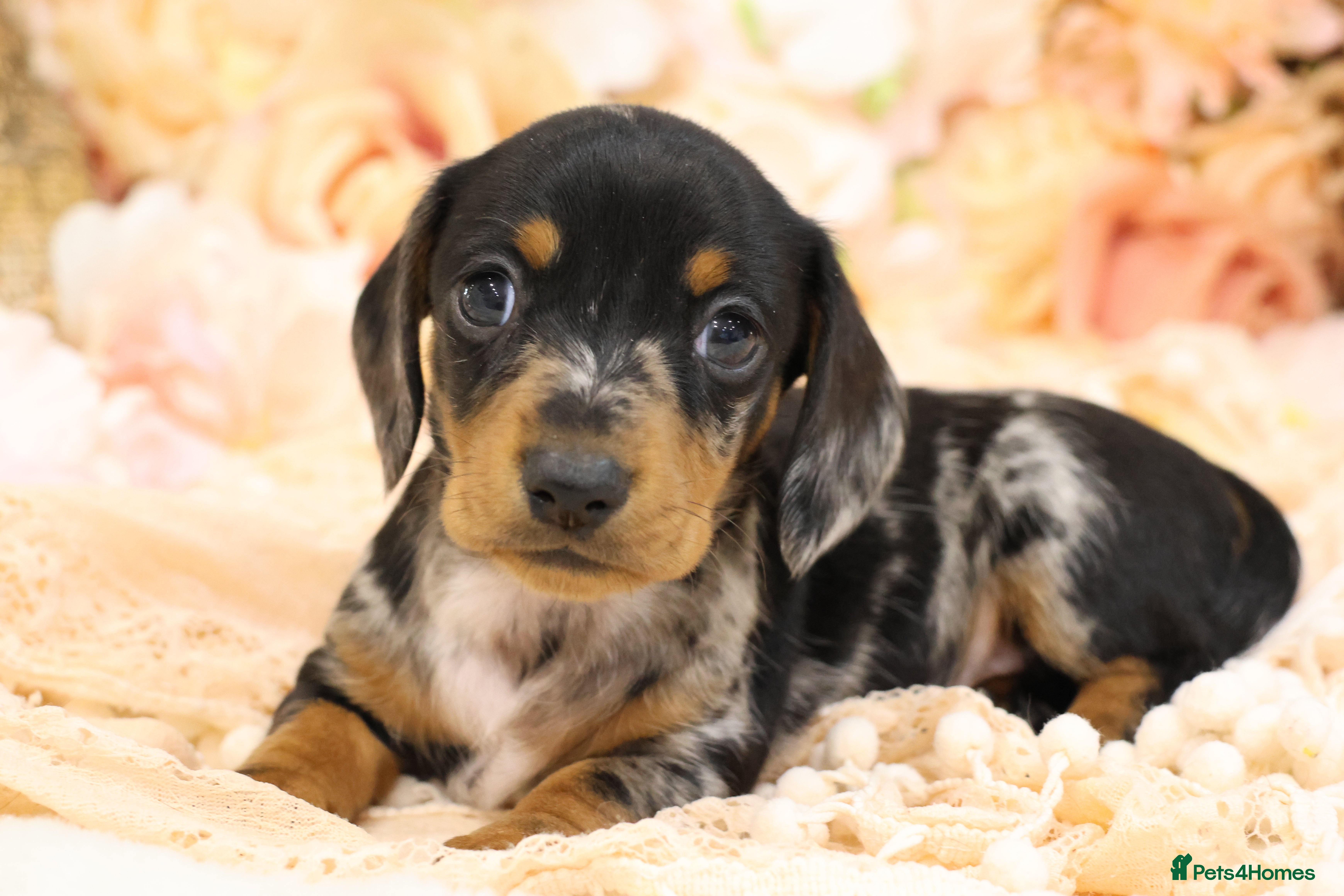 Miniature Dachshund dogs KC Miniature Dachshund Puppies - Advert 3