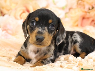 Miniature Dachshund dogs KC Miniature Dachshund Puppies - Advert 3