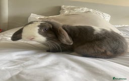 Mini Lop rabbits for sale: Blue eyes, lilac split mini lop - Image 2