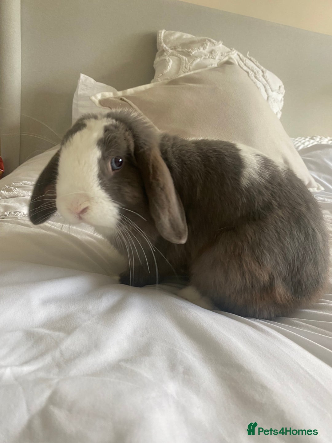 Mini Lop rabbits for sale: Blue eyes, lilac split mini lop - Image 2