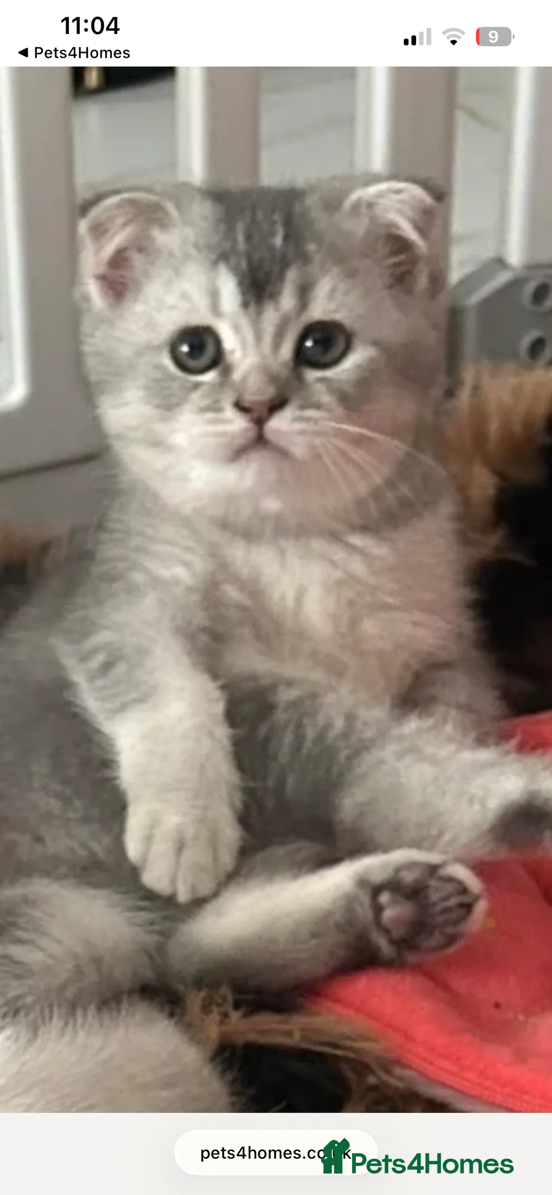 Scottish Fold cats for sale: Scottish Fold  kittens ❤️READY TO LEAVE ❤️ - Advert 2