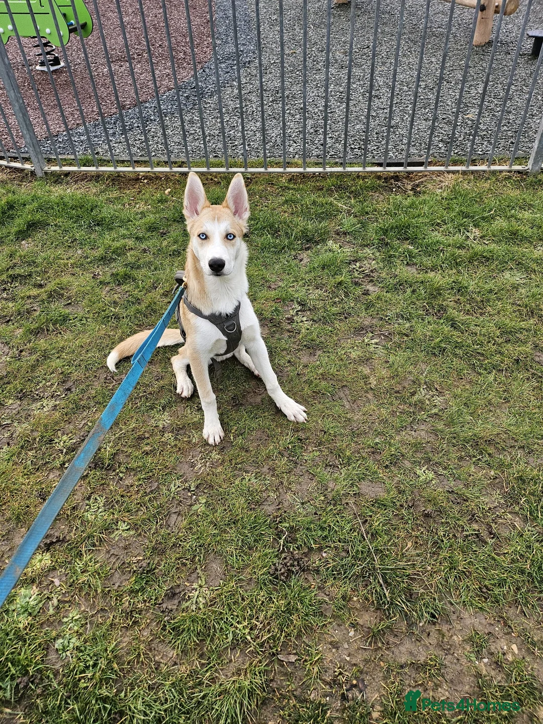 Mixed Breed dogs for sale: 18month ginger husky/collie boy - Advert 19