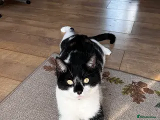 Domestic Shorthair cats Zero needs a forever home - Advert 2