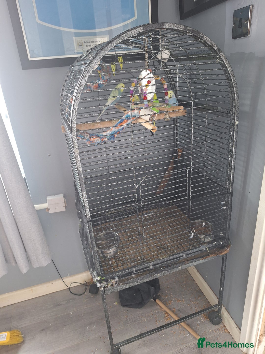 Budgerigars birds for sale: 4 budgies and cage - Image 3