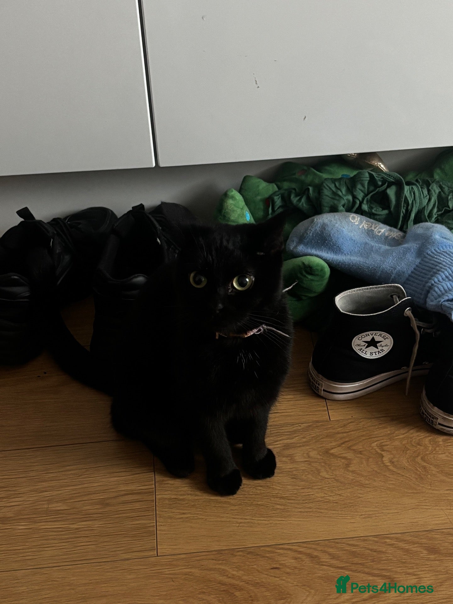 Mixed Breed cats Venus - Advert 1