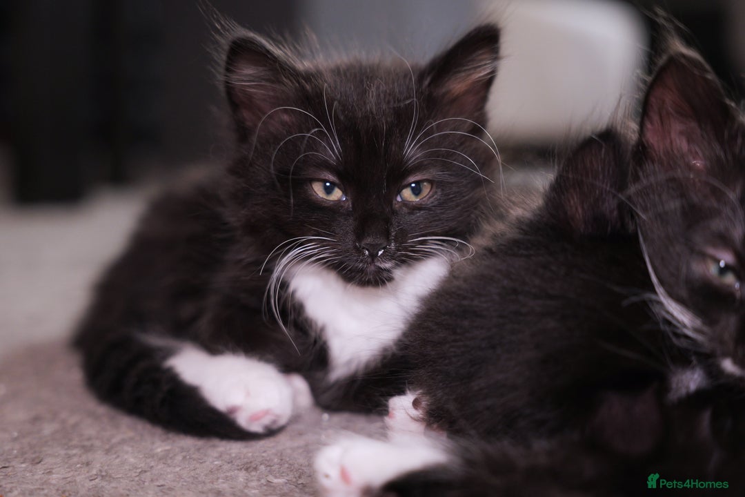 Turkish Angora cats for sale: Playful, Socialised Kittens Seeking Loving Home - Advert 9