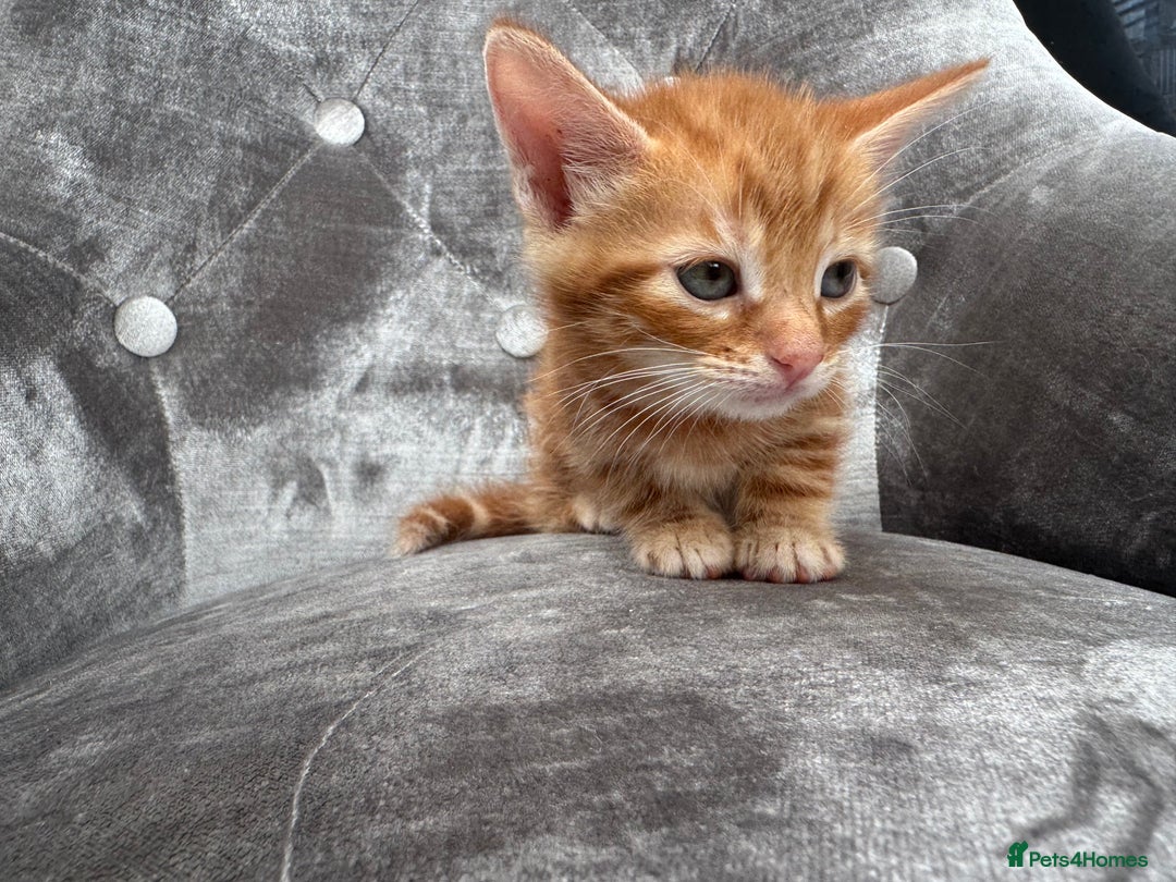 Mixed Breed cats for sale: 6 weeks old kittens - Image 7