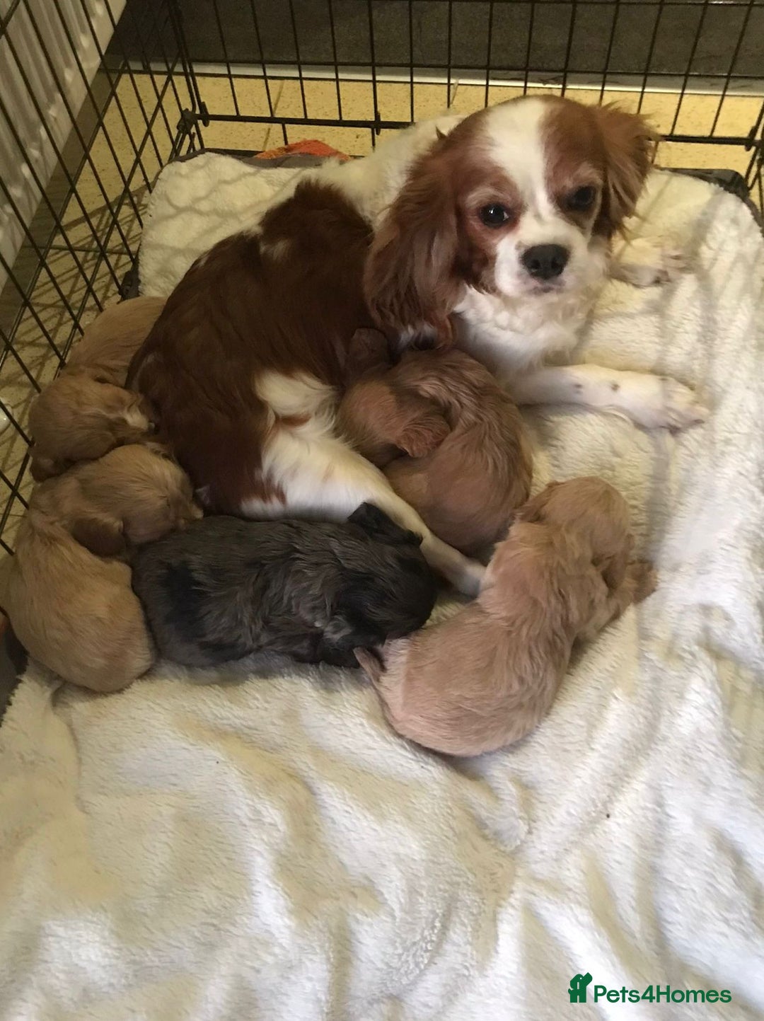 Cavapoo dogs for sale: Cavalier puppy’s  - Advert 14