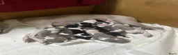 Whippet dogs for sale: KC Whippet black and white pup  - Advert 4