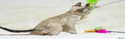 Bengal cats for sale: Ready to Leave – TICA Registered Snow Bengal Girl - Advert 10