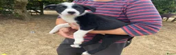 Smooth Collie dogs for sale: Collie Puppies - Advert 4