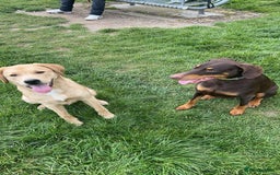 Mixed Breed dogs for sale: Doberman x labrador puppies  - Image 3