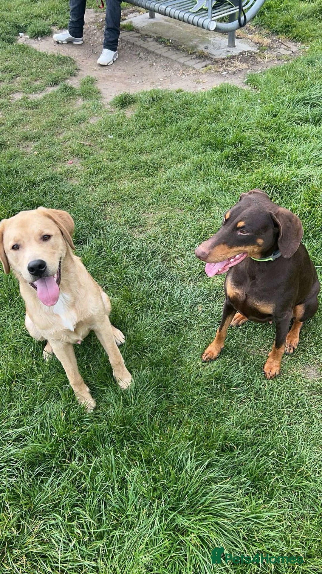 Mixed Breed dogs for sale: Doberman x labrador puppies  - Image 3