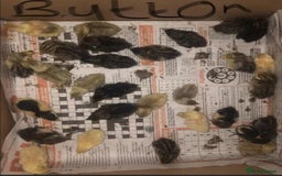 Quail poultry for sale: QUAILS CHINESE PAINTED BUTTONS ! - Advert 2