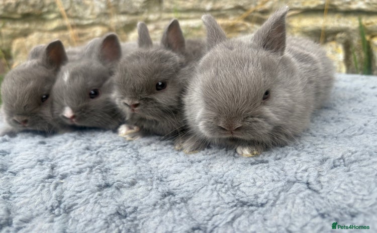 Netherland Dwarf rabbits - Advert 5