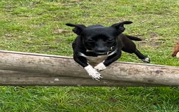 Mixed Breed dogs for sale: Chihuahua x Jack Russell Bitch - Image 6