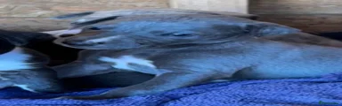 “Bluey” 