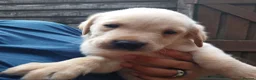 Labrador Retriever dogs for sale: Labrador puppies 🐶  in Rushden - Advert 4
