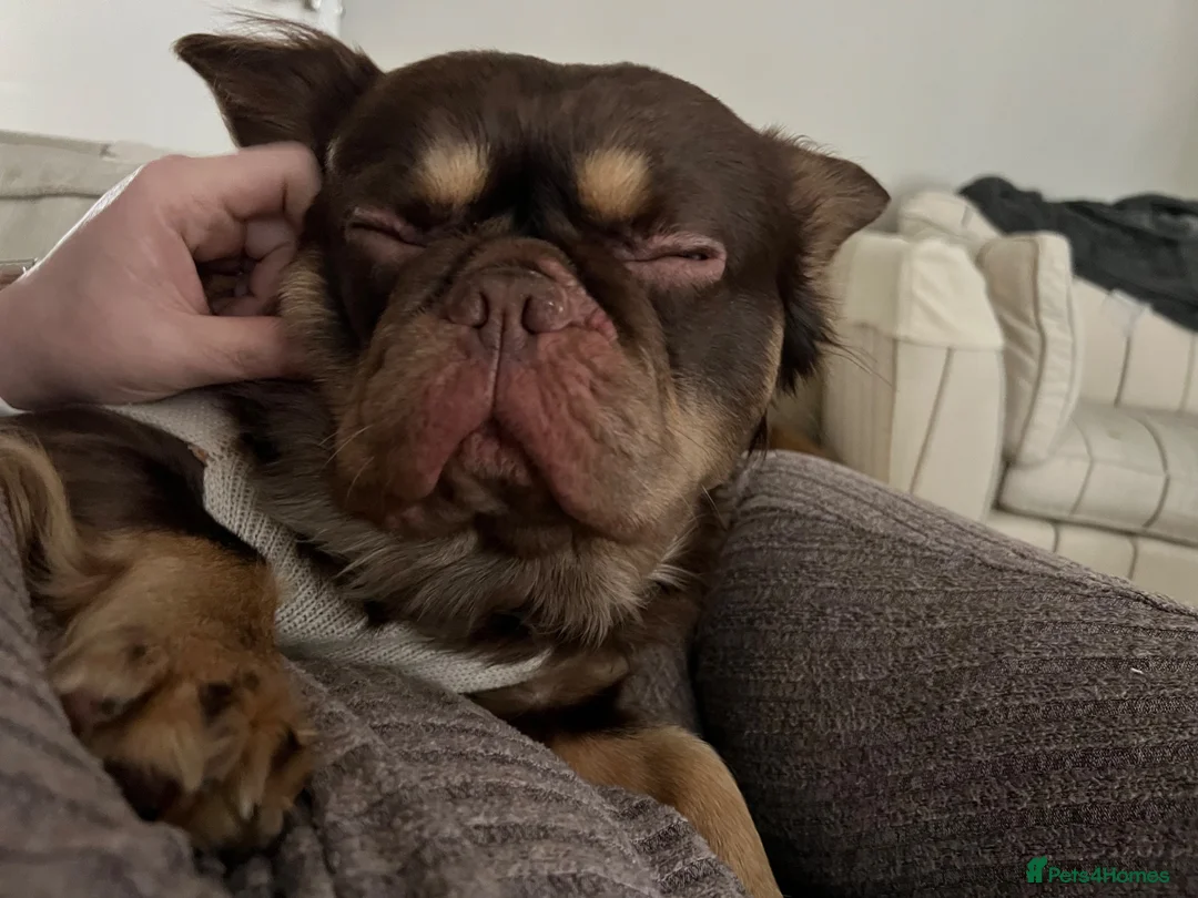 French Bulldog dogs for sale: Male Fluffy French Bulldog - Advert 3