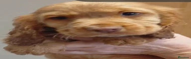 Cocker Spaniel 4